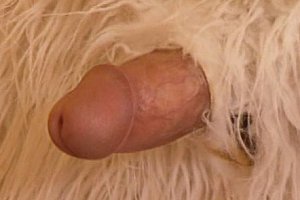 sex vierge